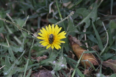 Calliphoridae