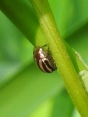 Agroiconota bivittata