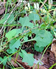 Arnoglossum diversifolium image