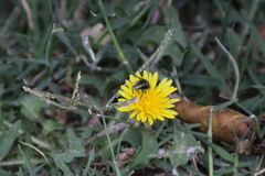 Calliphoridae