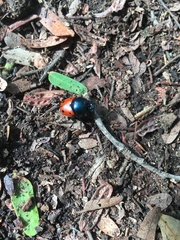Helictopleurus quadripunctatus