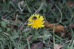 Calliphoridae