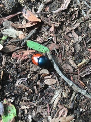Helictopleurus quadripunctatus