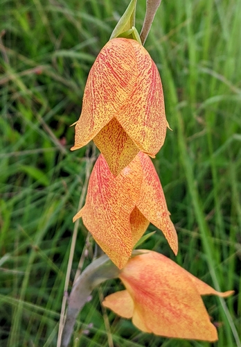 Gladiolus image