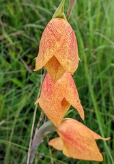 Gladiolus dalenii image