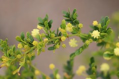 Acacia nigricans