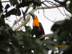 Ramphastos vitellinus