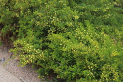 Acacia nigricans