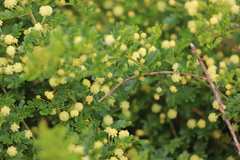 Acacia nigricans