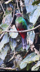 Pharomachrus antisianus