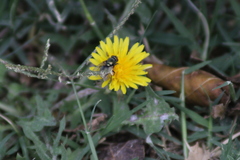 Calliphoridae