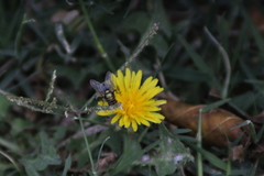 Calliphoridae