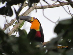 Ramphastos vitellinus