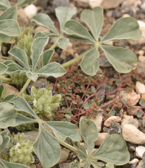 Pediomelum castoreum