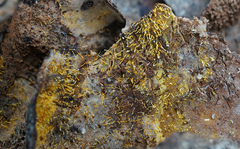 Gliocladium polyporicola