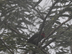 Myzomela erythrocephala