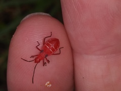 Dysdercus suturellus