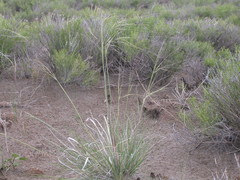 Hesperostipa comata comata