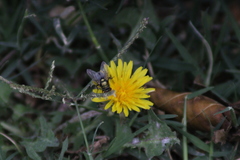 Calliphoridae