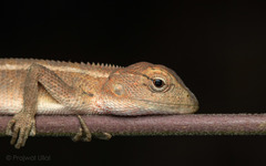 Eastern Garden Lizard photo 2