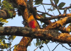 Melanerpes flavifrons