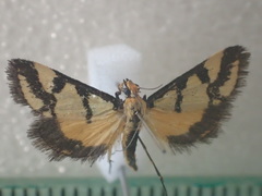 Metallarcha