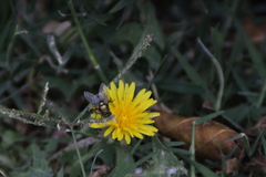Calliphoridae