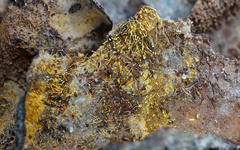 Gliocladium polyporicola