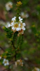 Baeckea diosmifolia