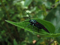Cyanopepla fulgens