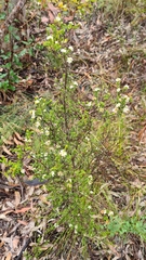 Baeckea diosmifolia