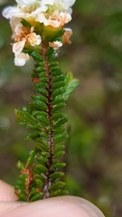 Baeckea diosmifolia
