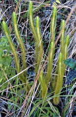 Phlegmariurus reflexus