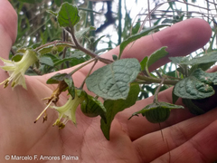 Jaltomata viridiflora