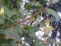 Jaltomata viridiflora