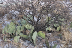Opuntia rastrera