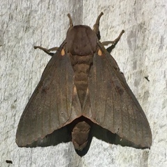 Citheronia sepulcralis