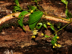Clematis guadeloupae
