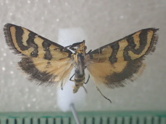 Metallarcha