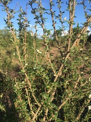 Solanum heinianum image