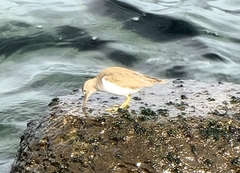 Actitis hypoleucos