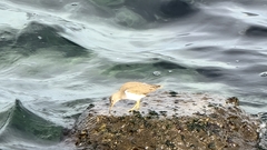 Actitis hypoleucos