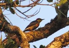 Melanerpes flavifrons