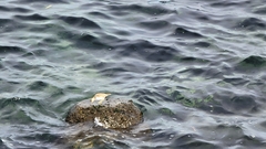 Actitis hypoleucos