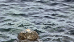 Actitis hypoleucos