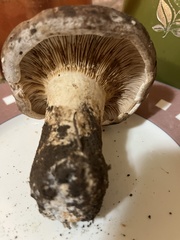 Lactarius argillaceifolius megacarpus