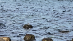 Actitis hypoleucos