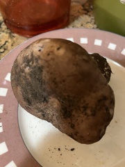 Lactarius argillaceifolius megacarpus