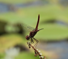 Urothemis aliena