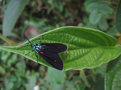 Cyanopepla fulgens